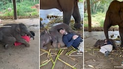 Emotional baby elephant smothers man with hugs and kisses in viral TikTok video with 4.7M views