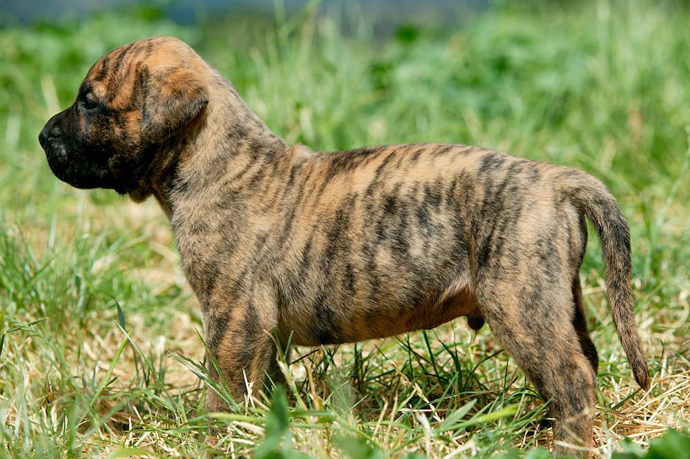 A picture of Dogo canario, also known as Presa Canario, breed originating in the Canary Islands.