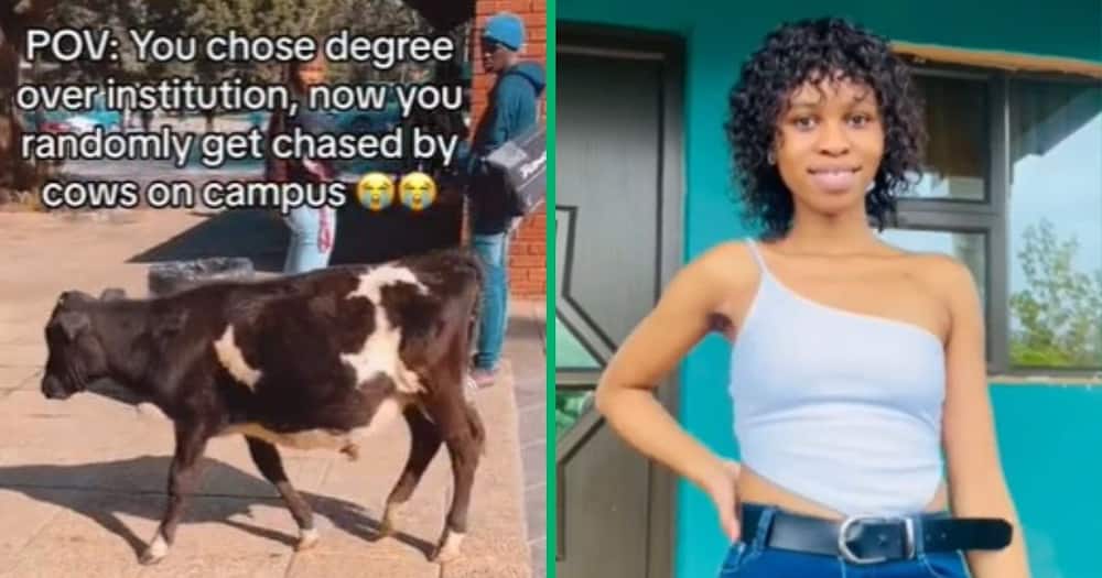 TikTok video shows cow at a university campus