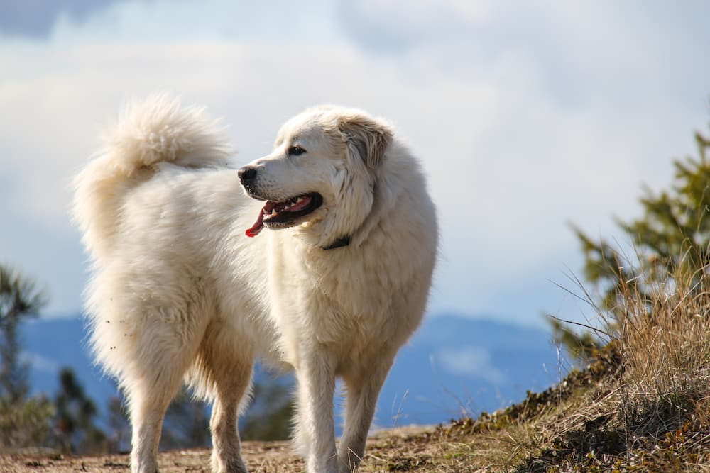 Great Pyrenees dog.