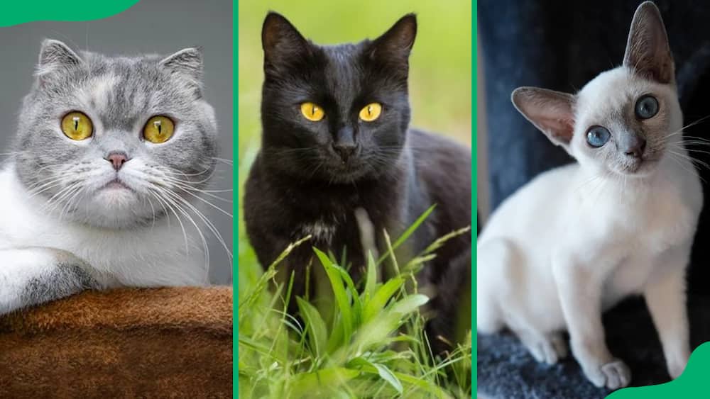 Large domestic cat breeds that you'll love to cuddle