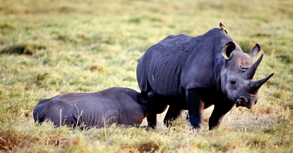 Local Woman Arrested Trying to Smuggle 12 Rhino Horn Pieces Out of ...