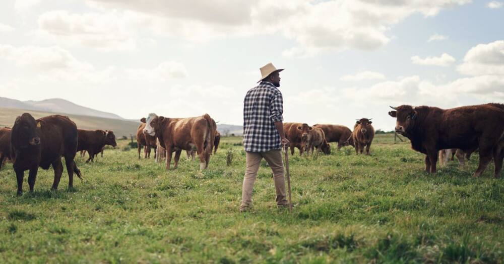 A 76-year-old's cattle was stolen in Mpumalanga