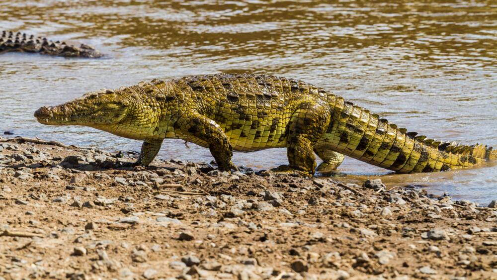 Nile crocodile emerging from Mara River
