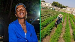 From backyard farm to plot of land: 23-year-old Mpumalanga farmer shares his journey to success