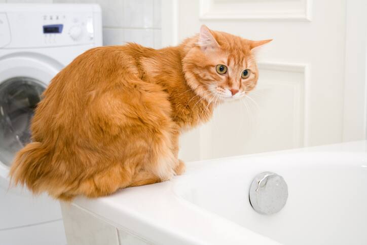A Kurilian Bobtail cat on a bathtub
