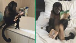 Mischievous monkey’s funny encounter with money fascinates the internet
