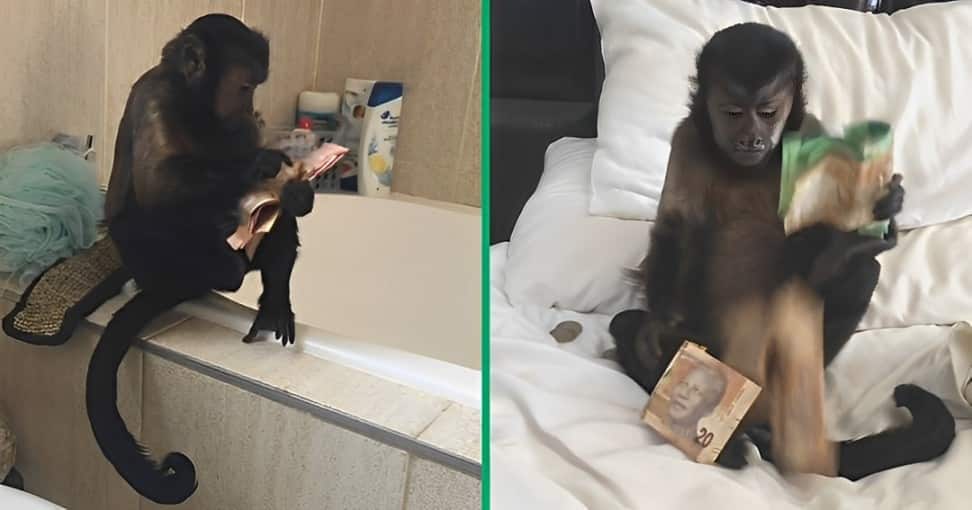 A monkey was fascinated by a stash of South African money