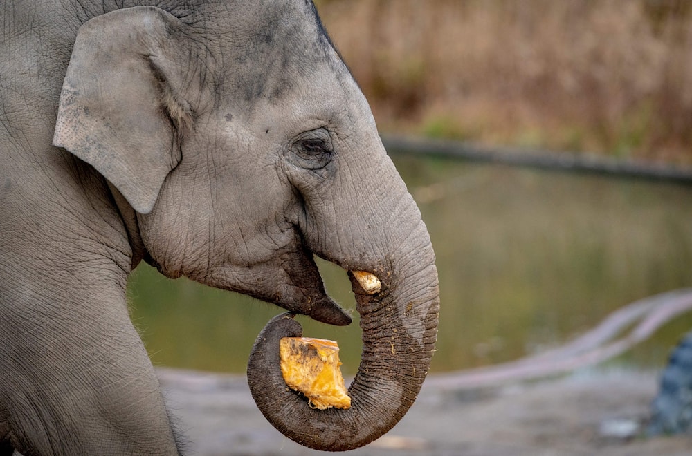 What is the strongest animal in the world? Top 10 list to keep in mind - What is the strongest animal in the world? Top 10 list to keep in mind -