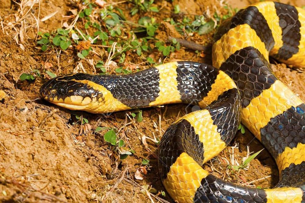 list-of-venomous-snakes-in-florida-reptile-range