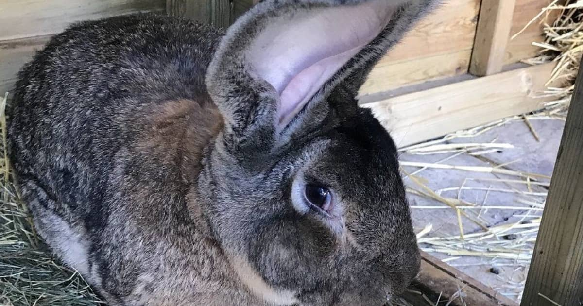 Darius World s Biggest Rabbit Disappears Owner Offers R13.5k for