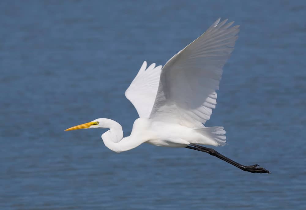 Great Egret bird in flight over ocean water.