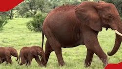 Rare occurrence as elephant gives birth to twins at Samburu National Reserve: "Double joy"