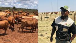 Man guiding his kids in pastoral farming has internet buzzing: 'Nna ke kopa internship'