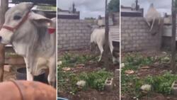 Cow jumping over wall like an athlete has South Africans utterly stunned: "How do you detain this cow?"