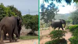 Elephant escapes game reserve and roams streets of Mpumalanga, video goes viral