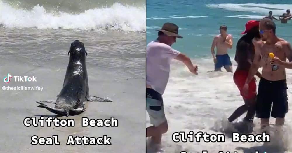 Seal attacks