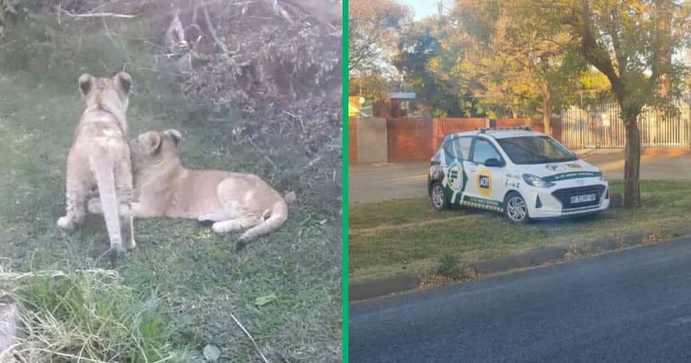Domestic worker mistakes lions for dogs