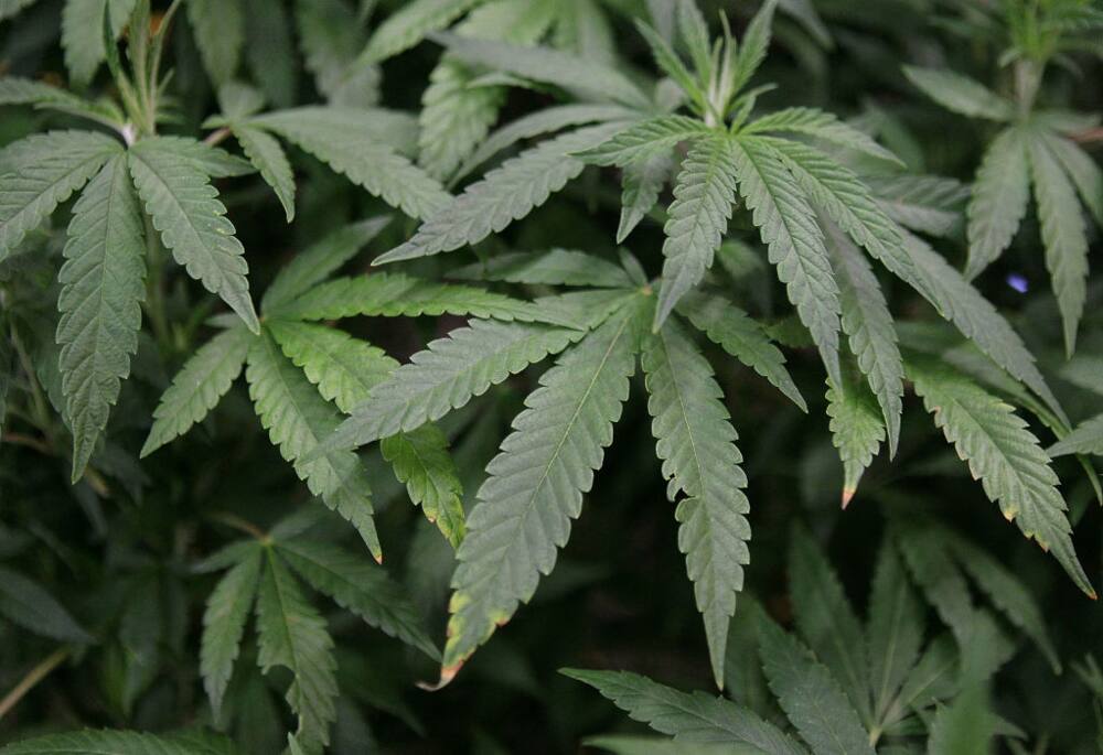 Rwanda plans to grow medical marijuana and export it to other nations