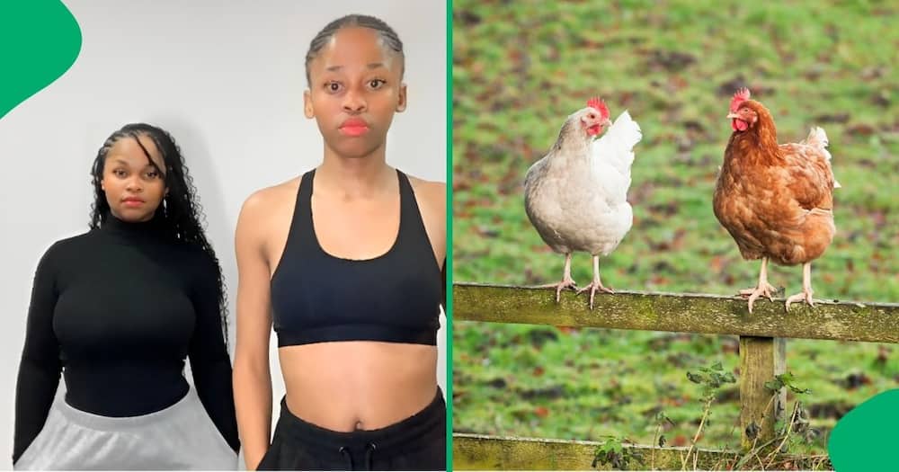 Two young women were hilariously scared of a live chicken in a viral TikTok video.