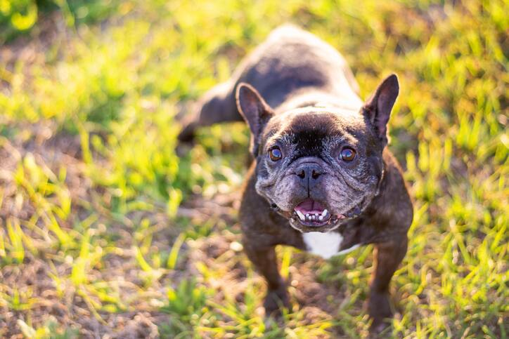 List 7 Most Expensive French Bulldog Best Don t Miss BSS News