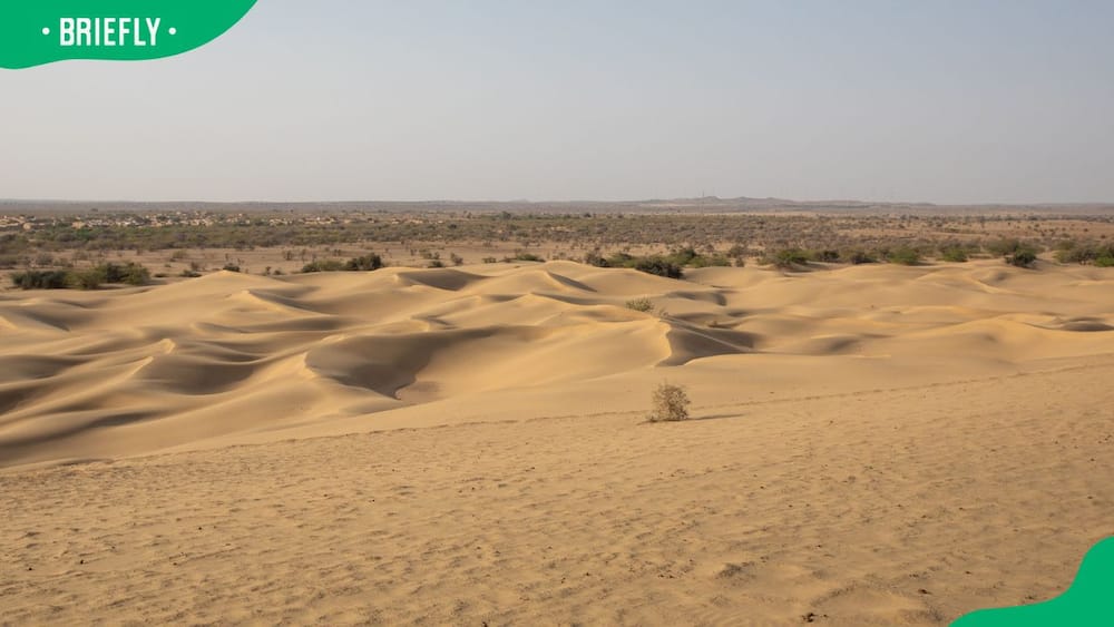 Sand dunes in the Thar Desert