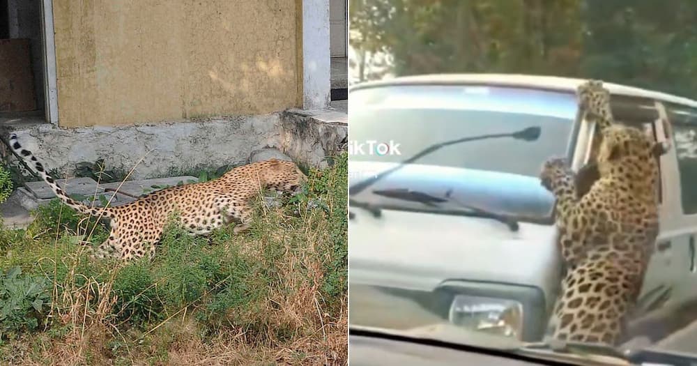 Leopard attacks moving taxi