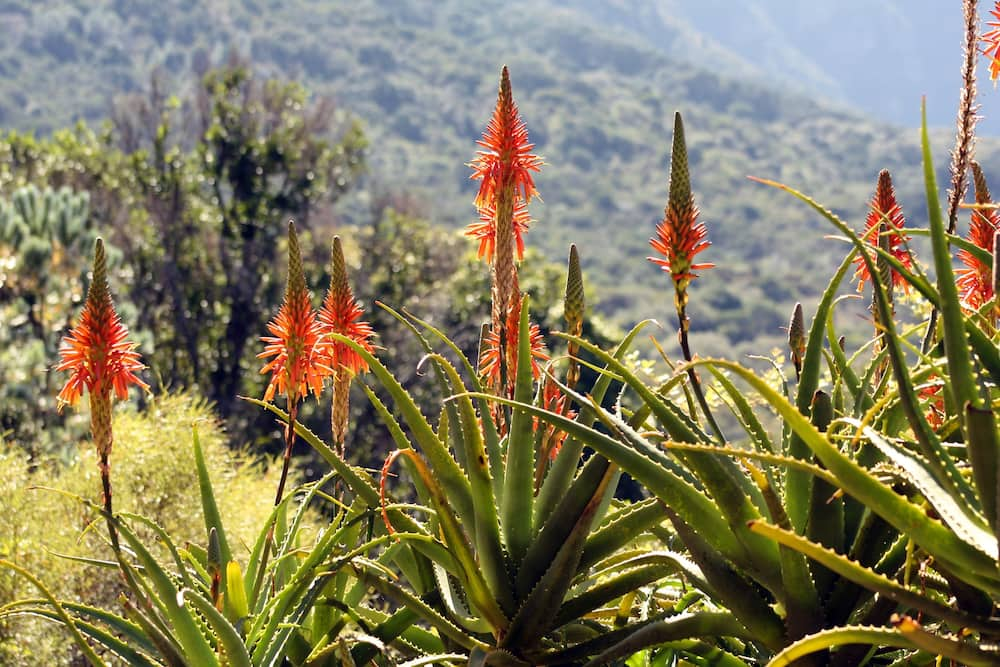 medicinal plants