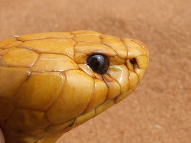 What poisonous snakes are in South Africa?