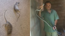 Got ya: Snake rescuer Nick Evans bags 4th black mamba in 2022, educates Mzansi