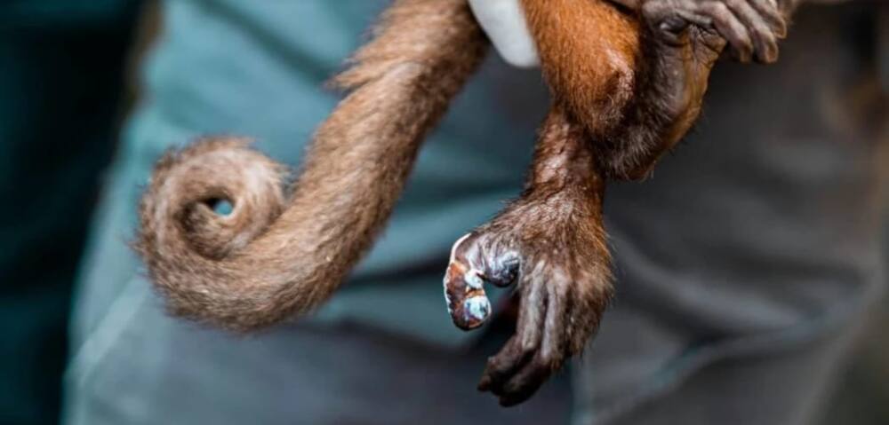 Monkey tail beard becomes the popular facial hair trend for 2021