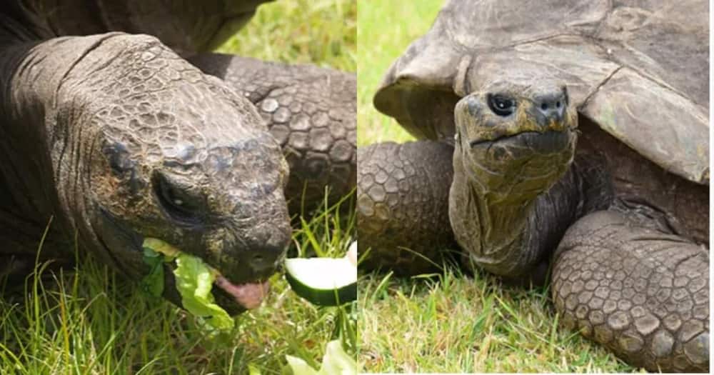Jonathan:190-Year-Old Tortoise is the oldest animal in the world.