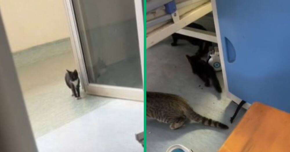 TikTok video of Limpopo hospital filled with cats