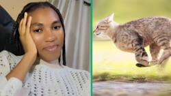 Hungry varsity student chases a cat for dinner in funny TikTok video