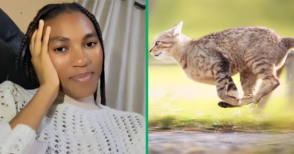 A hungry NSFAS student chased a cat in a TikTok video