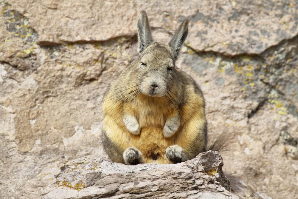 Mountain Viscacha (Lagidium viscacia) sitting on a rock