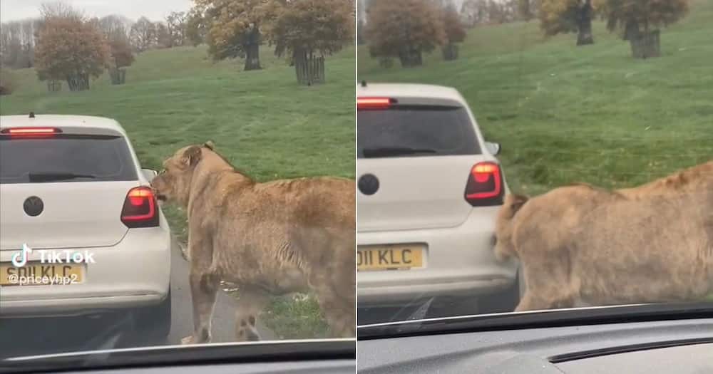 Lion tries to bite a car
