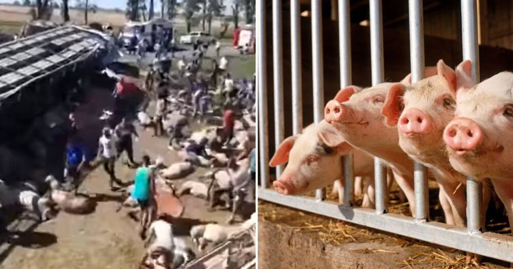 Video of Locals Shamelessly Looting Overturned Truck of Its Livestock Has South Africans Fuming Video of Locals Shamelessly Looting Overturned Truck of Its Livestock Has South Africans Fuming