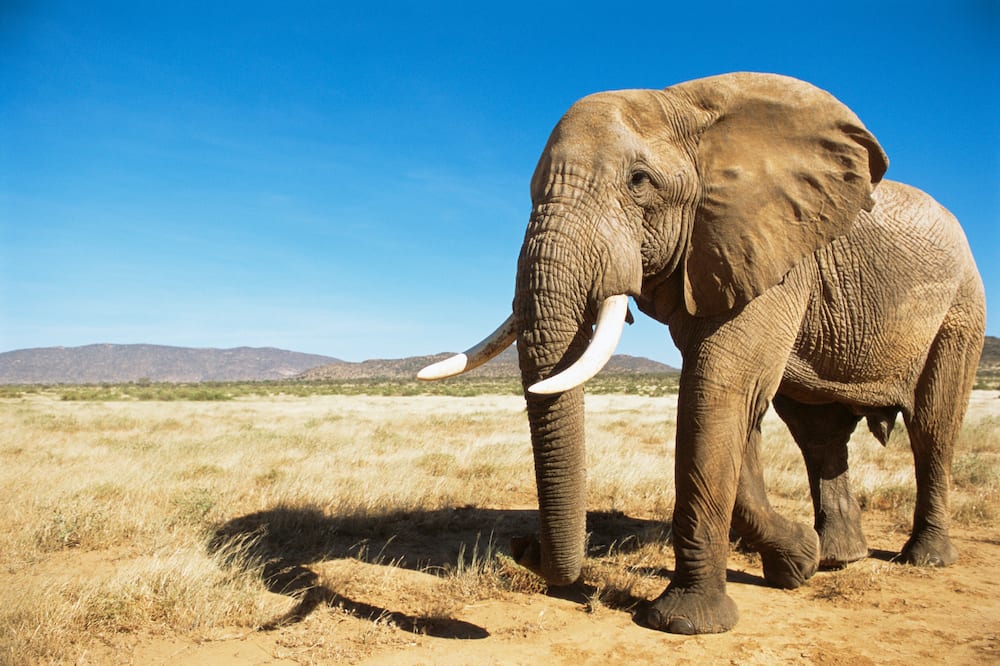 An African elephant in a national reserve