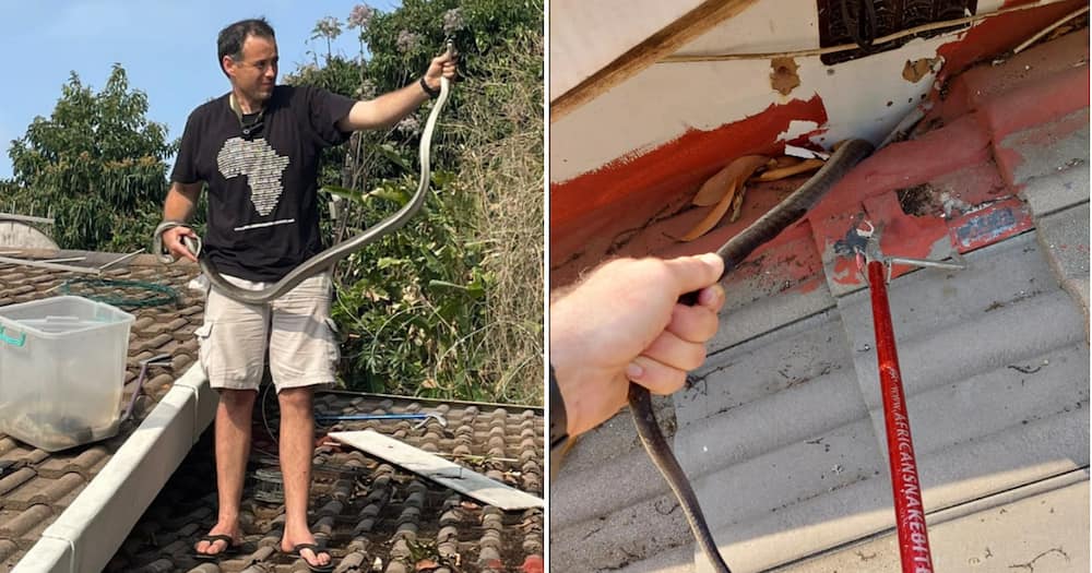 Reptile conservationist Nick Evans pulled out a black mamba.