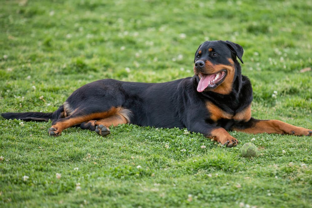 Gorgeous and regal Rottweiler sitting in the grass.