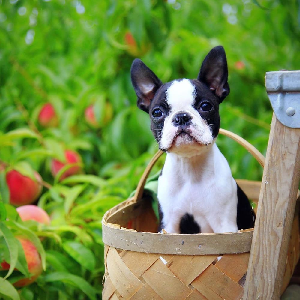 what to expect from a senior boston terrier