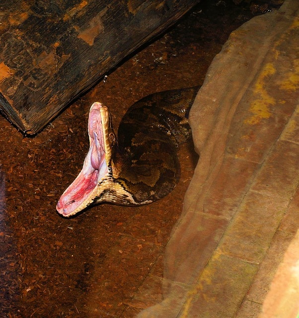 Snakes of South Africa identification