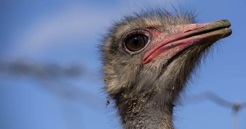 Australians Unimpressed As British Supermarkets Begin Selling SA Ostrich Meat Australians Unimpressed As British Supermarkets Begin Selling SA Ostrich Meat