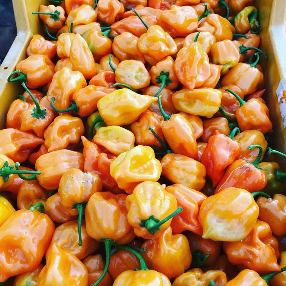 habanero chillies