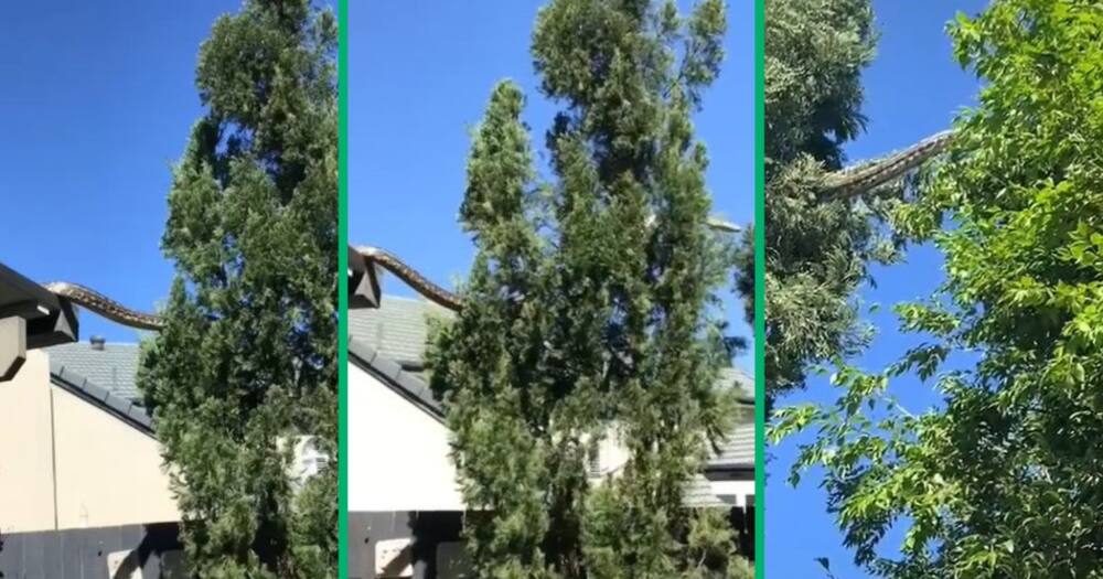 TikTok video of snake in Australia surburb TikTok video of snake in Australia surburb