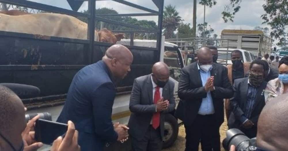 Julius Malema Gives 2 Cows to the Royal Palace, SA Has Mixed Thoughts