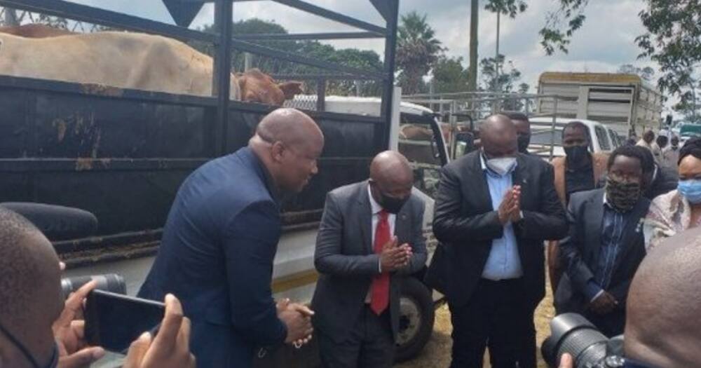 Julius Malema Gives 2 Cows to the Royal Palace, SA Has Mixed Thoughts