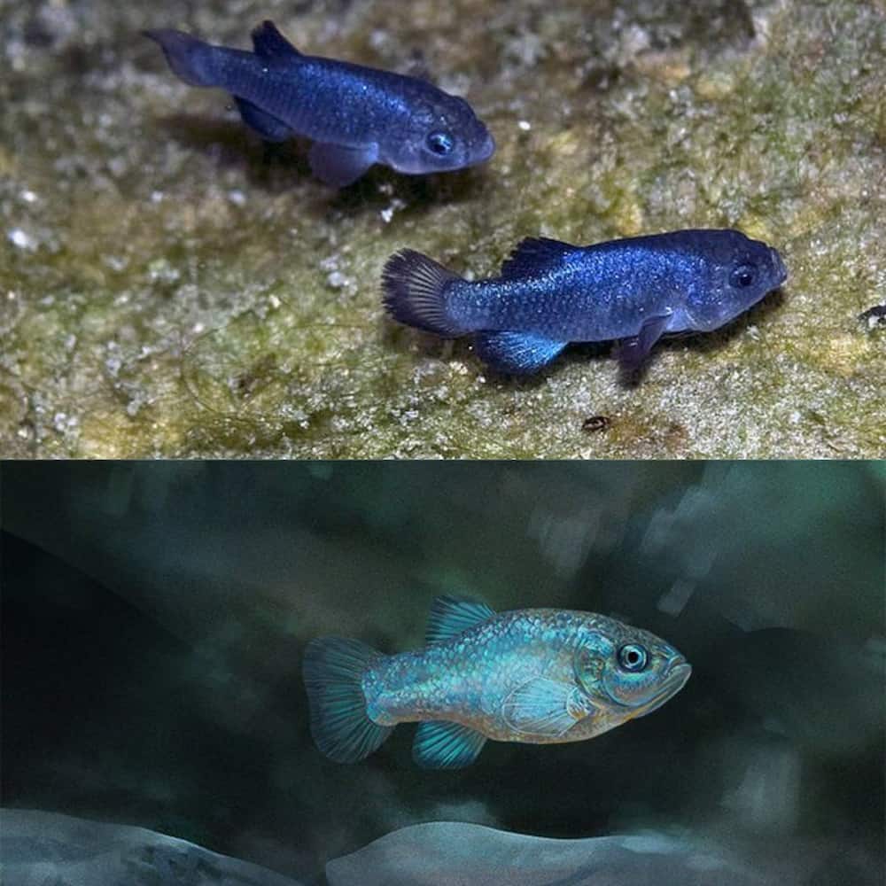 What are the top ten the rarest fish?
