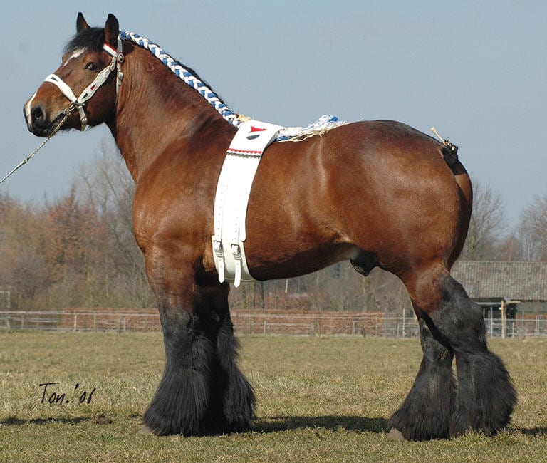 largest horse breed in the world